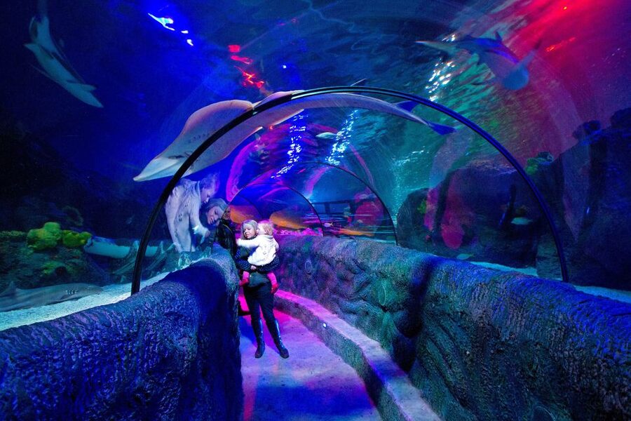 Loch Lomond: Sea Life Entrance Ticket - The interactive rock pool and starfish