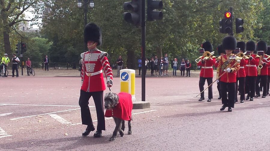 London: Changing of the Guard Walking Tour - Mobility, clothing, and crowd advice