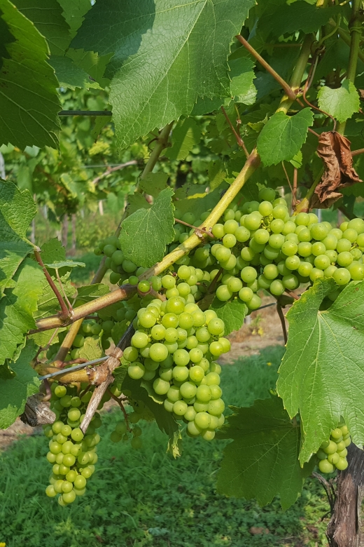 London: Full-Day English Wine Tour with Lunch - Why this is a good London day trip