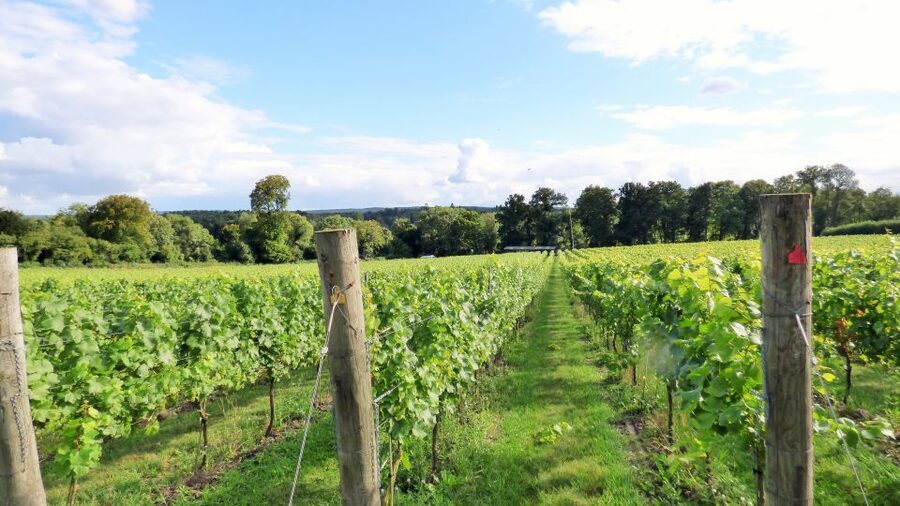 London: Full-Day English Wine Tour with Lunch - Meeting near London Bridge at 9 AM