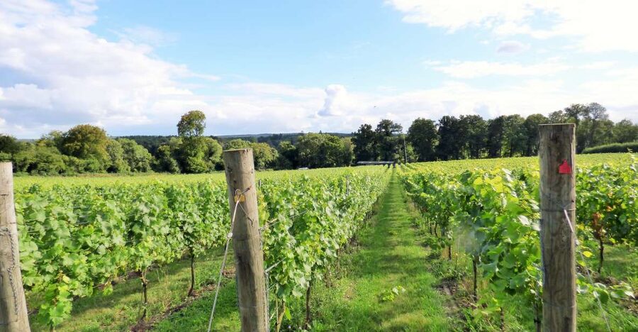 London: Full-Day English Wine Tour with Lunch - The second vineyard: compare styles and browse the shop