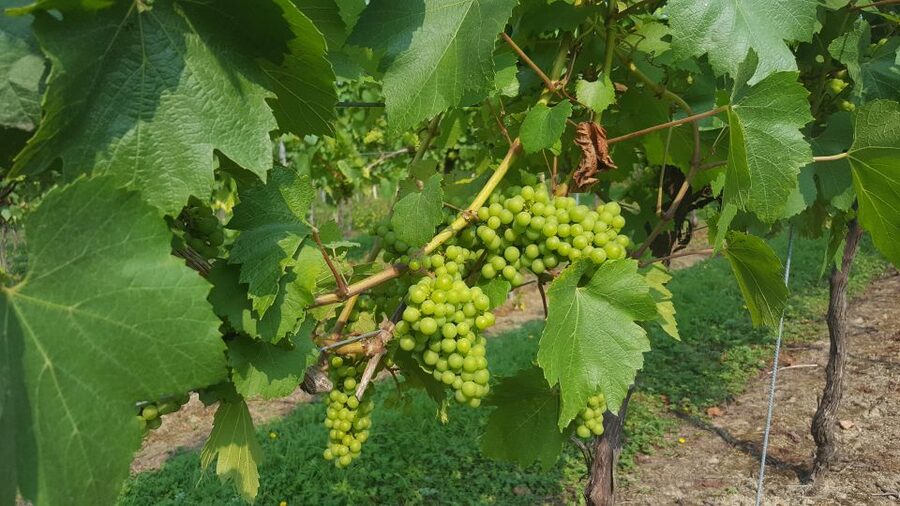 London: Full-Day English Wine Tour with Lunch - The third vineyard: finish with another guided tasting