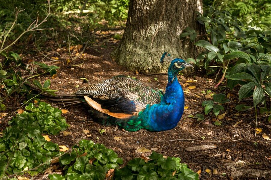 London: Kew Gardens Admission Ticket - Key points to know before you go