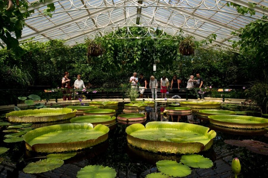 London: Kew Gardens Admission Ticket - Treetop Walkway: 18 meters above the ground