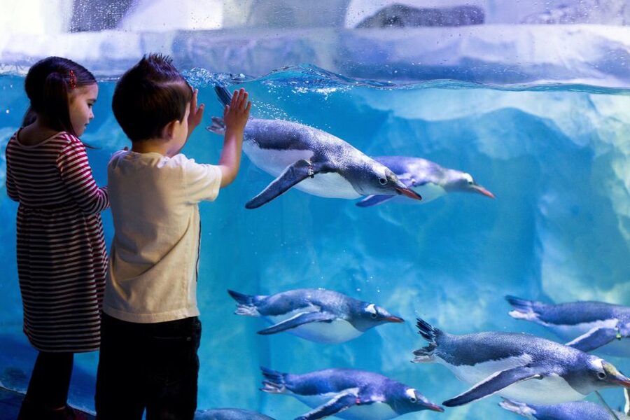London: Madame Tussauds, London Eye & SEA LIFE Combo Ticket - Who will enjoy this combination most