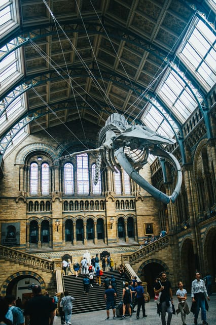 London: Natural History Museum Guided Tour - Why a guided visit helps in an 80-million-specimen museum