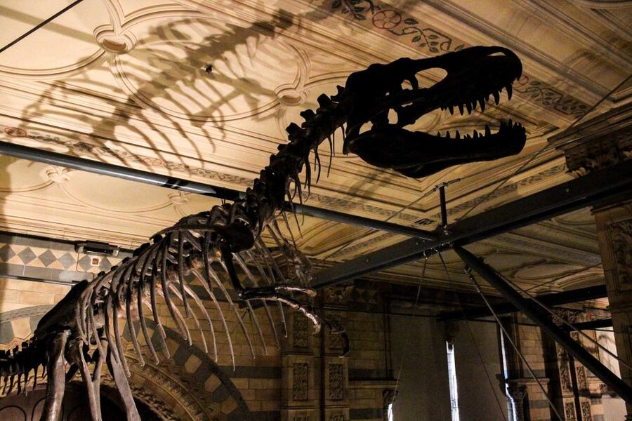 London: Natural History Museum Guided Tour - Is $112 good value?