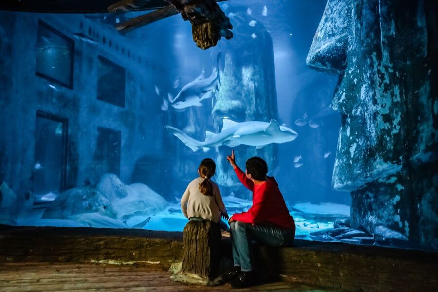 London: SEA LIFE Entry Ticket - Key points before you book