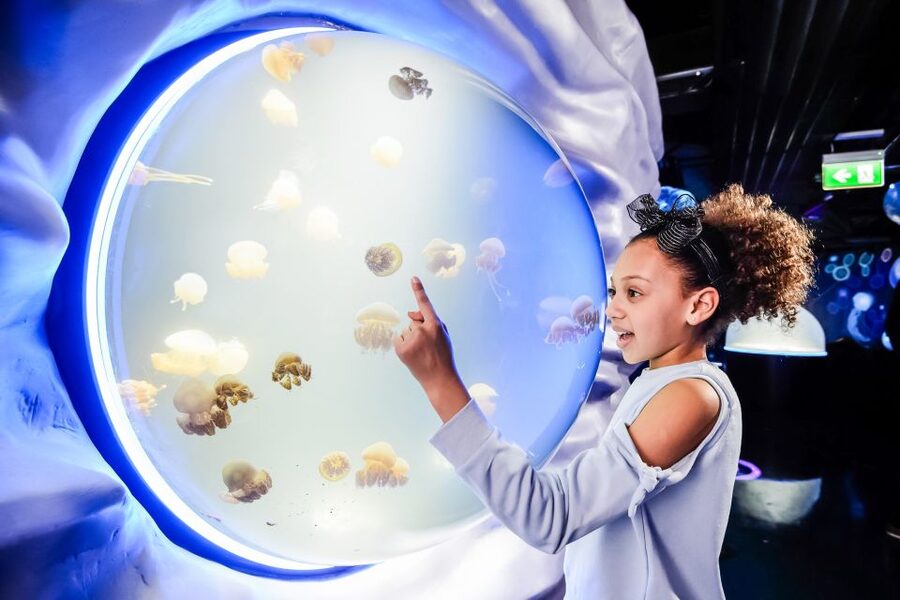 London: SEA LIFE Entry Ticket - What SEA LIFE London feels like inside