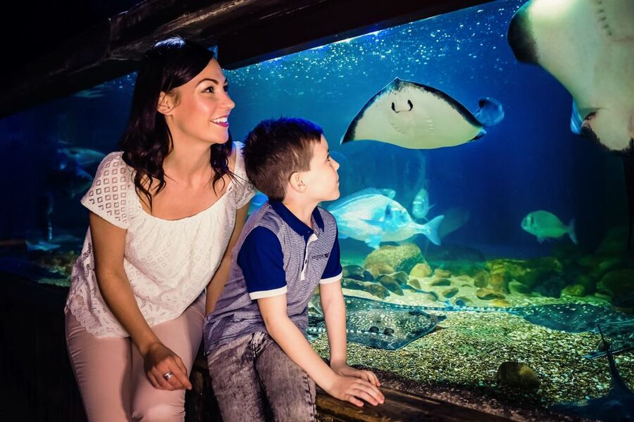 London: SEA LIFE Entry Ticket - Ranger Andy’s Amazon Adventure