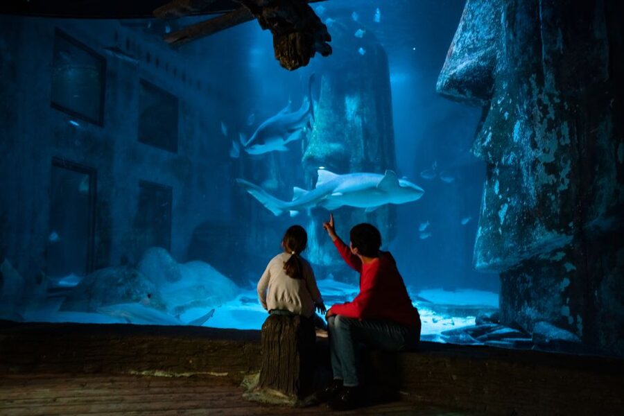 London: SEA LIFE & London Eye Combo Ticket - Accessibility, age rules, and cancellation