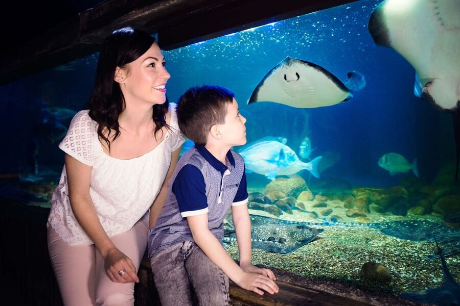 London: SEA LIFE & London Eye Combo Ticket - Choosing the best London Eye time