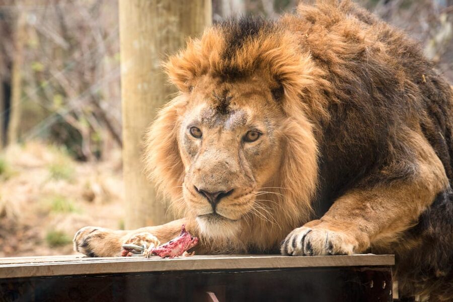 London Zoo: Entry Ticket - London Zoo at a glance