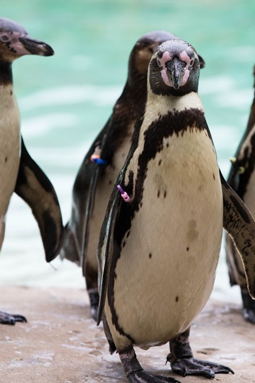 London Zoo: Entry Ticket - Why London Zoo works as a full-day outing