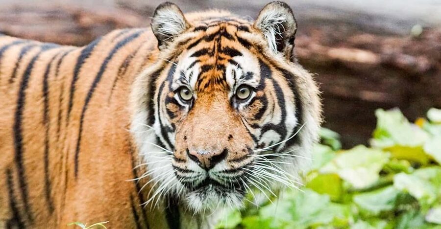 London Zoo: Entry Ticket - How much value do you get for $41?