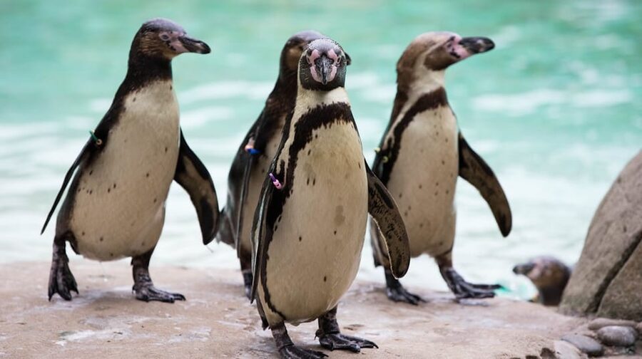 London Zoo: Entry Ticket - Weather, timing, and the best pace