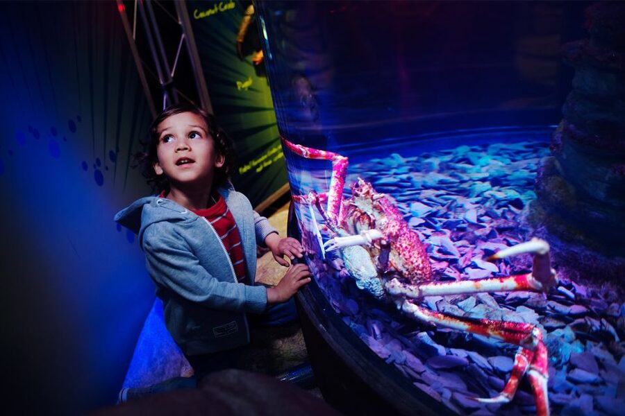 Manchester: SEA LIFE Entrance Ticket - The Ocean Tunnel makes the visit memorable