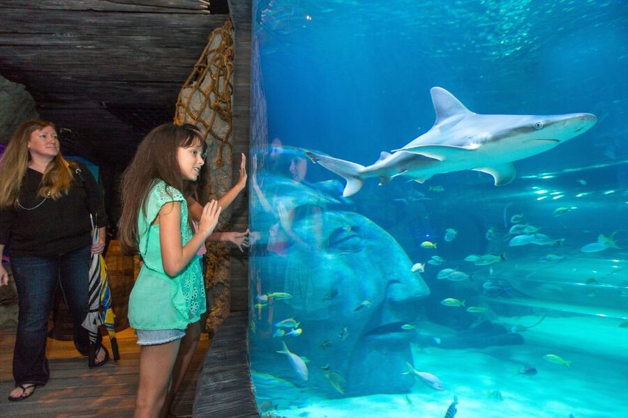 Manchester: SEA LIFE Entrance Ticket - From coastal creatures to strange species