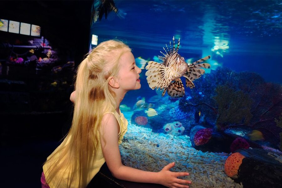 Manchester: SEA LIFE Entrance Ticket - The rockpool turns watching into touching