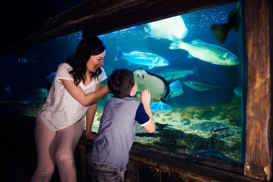 Manchester: SEA LIFE Entrance Ticket - Sharks, jellyfish, and rays keep the route moving