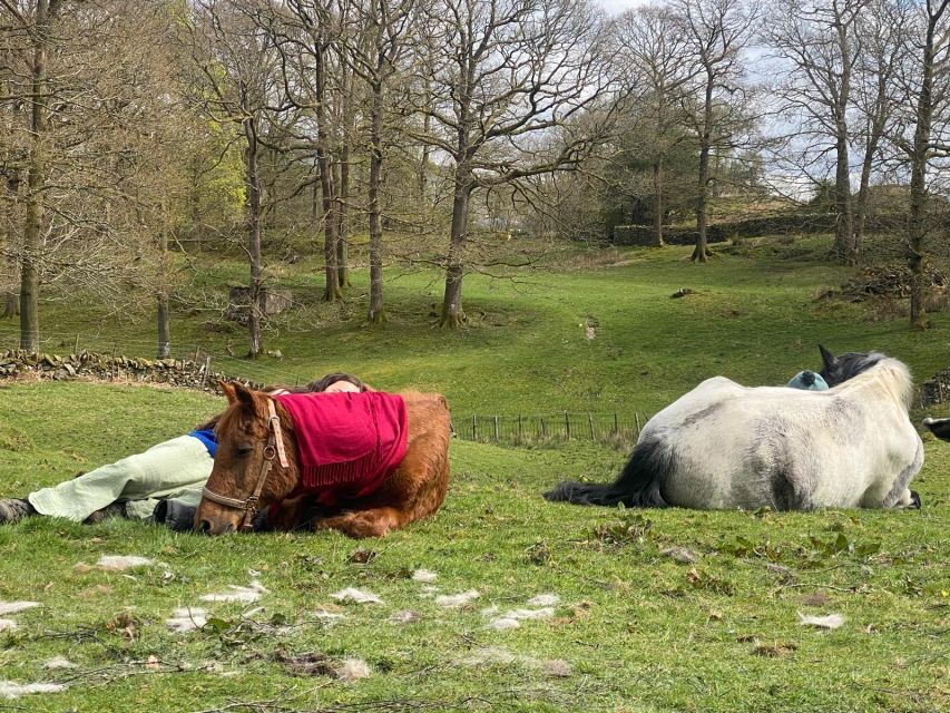 Meditate With Horses - What $114 buys you