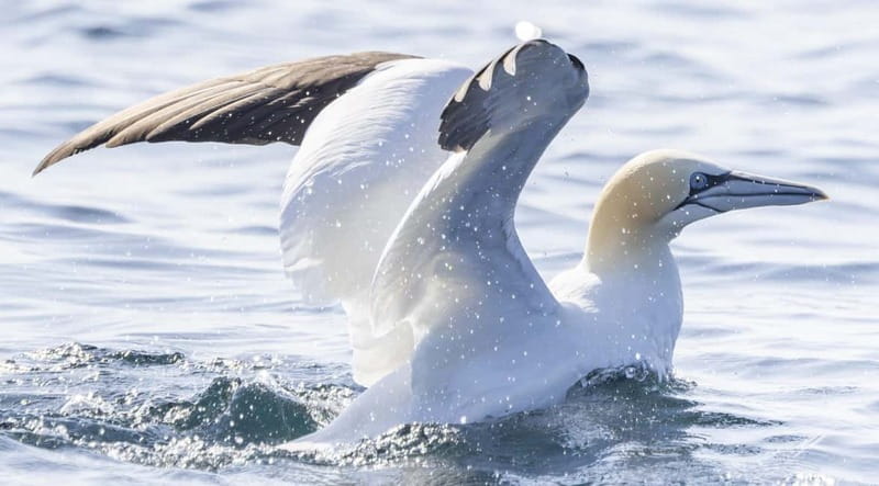 Mounts Bay, Penzance Boat Trip - Watching for dolphins, seals, and other species