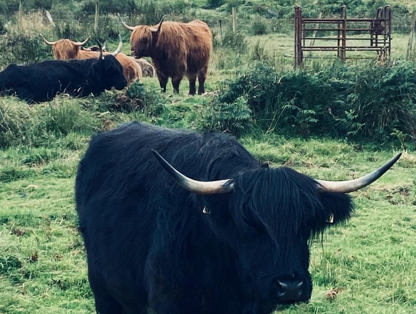 Oban: Isle of Mull and Iona Tour - FAQ