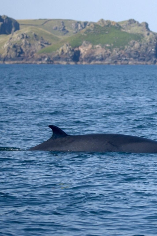 Padstow: Guided RIB Sealife Safari - Leaving Padstow through the Camel Estuary