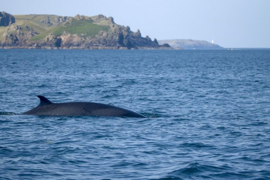 Padstow: Guided RIB Sealife Safari - What the fast RIB ride really feels like