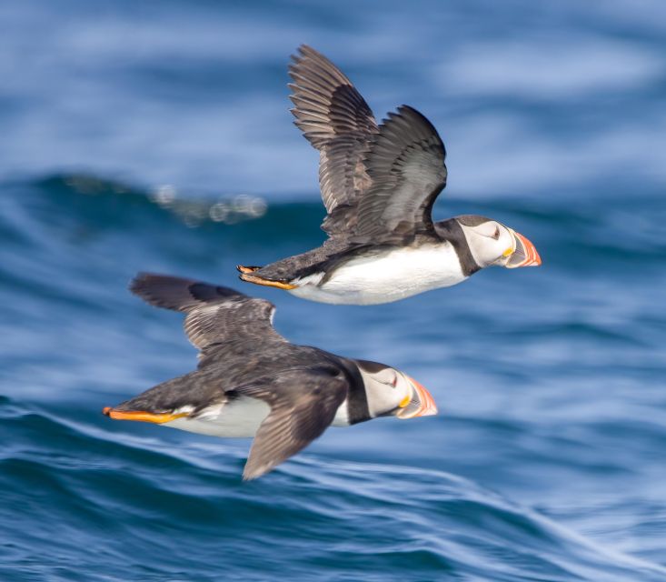 Padstow: Guided RIB Sealife Safari - Seabirds on the North Cornwall cliffs