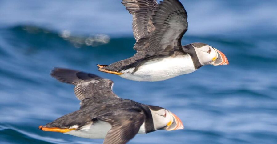 Padstow: Guided RIB Sealife Safari - Practical tips for a better outing