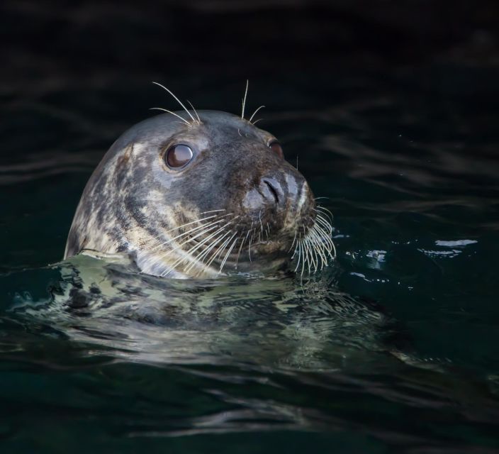 Padstow: Guided RIB Sealife Safari - Should you book it?