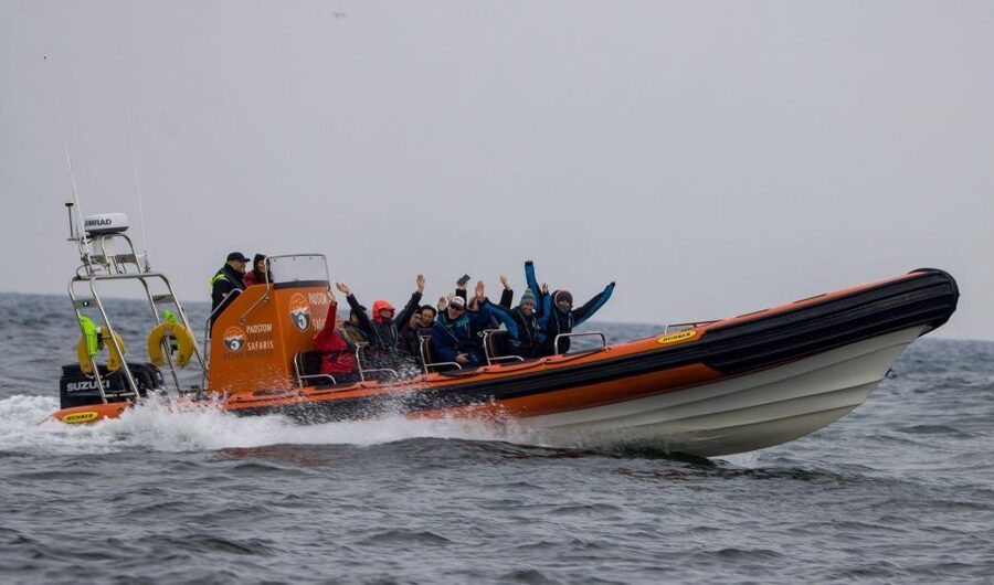 Padstow: Guided RIB Sealife Safari - Slowing down for seals and marine life