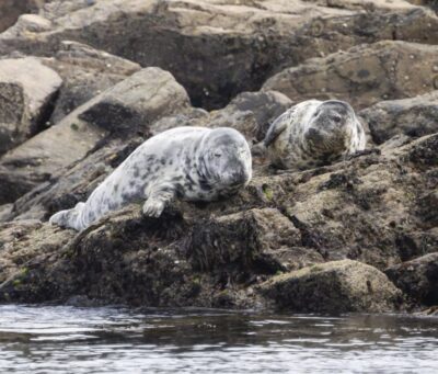 Penzance: Land’s End Boat Tour with Wildlife Guides