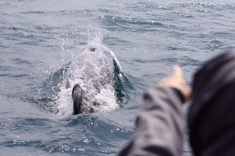 Penzance: Land's End Boat Tour with Wildlife Guides - The return past St Michael’s Mount