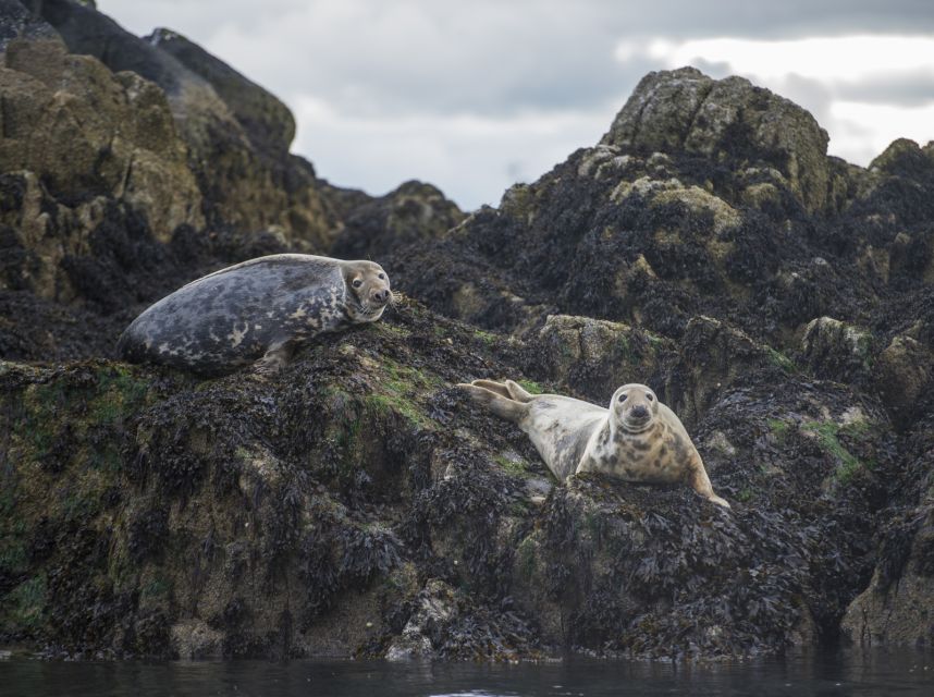 Queensferry: Sightseeing Cruise to Inchcolm Island - Is the Inchcolm Island cruise worth booking?