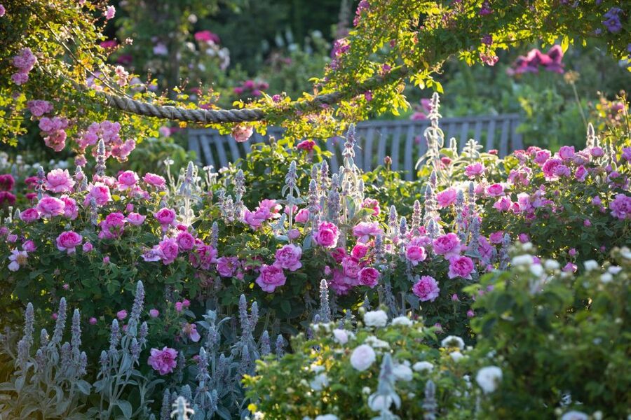 Royal Horticultural Society: Rosemoor Garden Ticket - A garden built around separate rooms