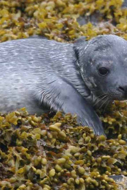 Scottish Highlands: Isle of Skye Glass-Bottom Boat Tour - Why this boat trip feels different