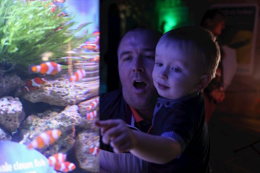 SEA LIFE Blackpool Entrance Ticket - Stingrays and reef fish slow the pace