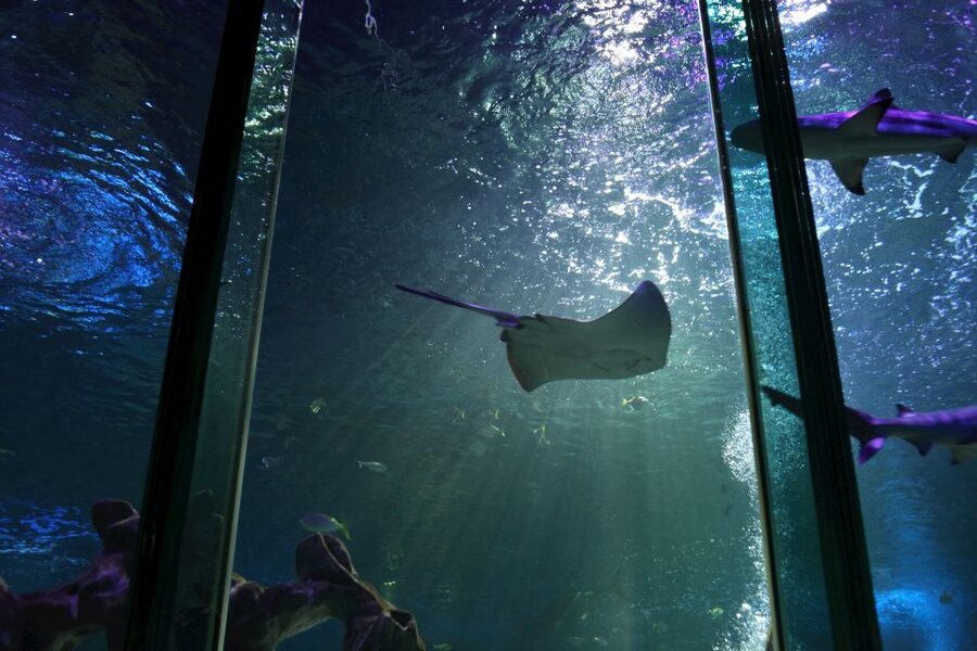 SEA LIFE Blackpool Entrance Ticket - The Turtle Rescue zone gives children a story to follow