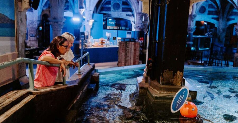 Sea Life Brighton Admission Ticket - Practical booking details for families