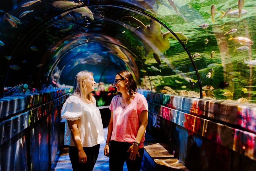 Sea Life Brighton Admission Ticket - A glass-bottom boat with turtles and reef sharks