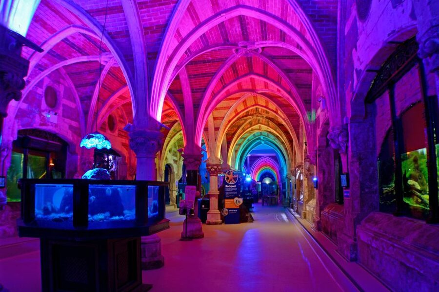 Sea Life Brighton Admission Ticket - Starfish, coral reefs, and the seahorse nursery