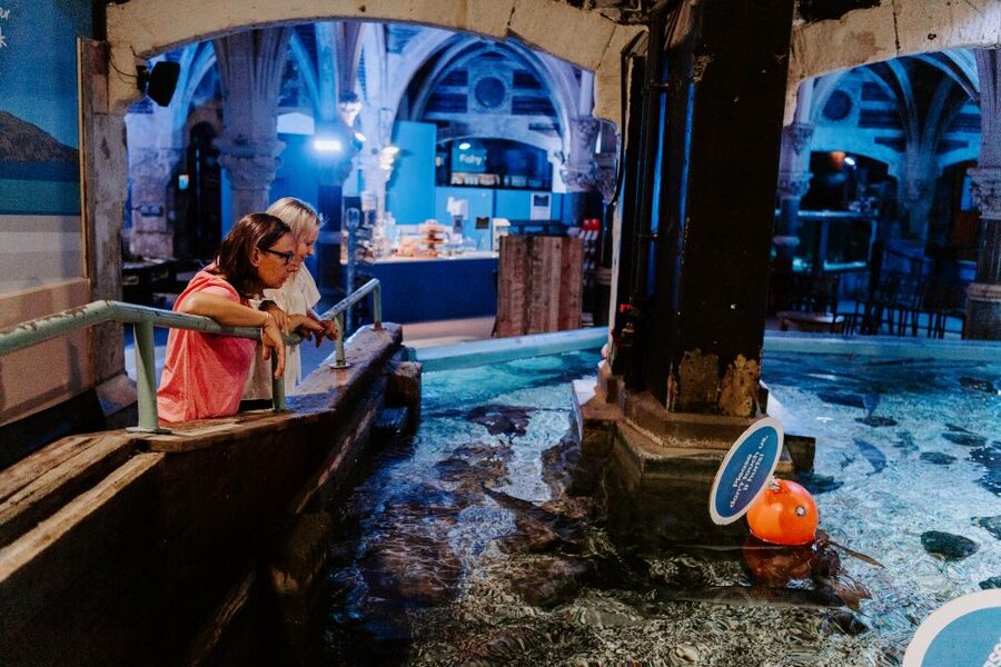Sea Life Brighton Admission Ticket - How long you need and how the day works