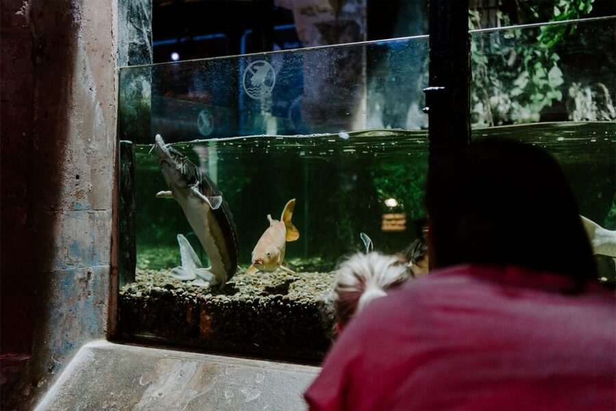 Sea Life Brighton Admission Ticket - Is the $21 admission good value?