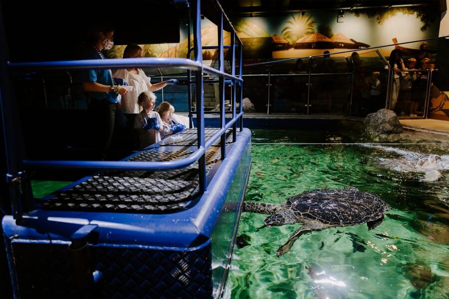 Sea Life Brighton Admission Ticket - Who will enjoy Sea Life Brighton most?