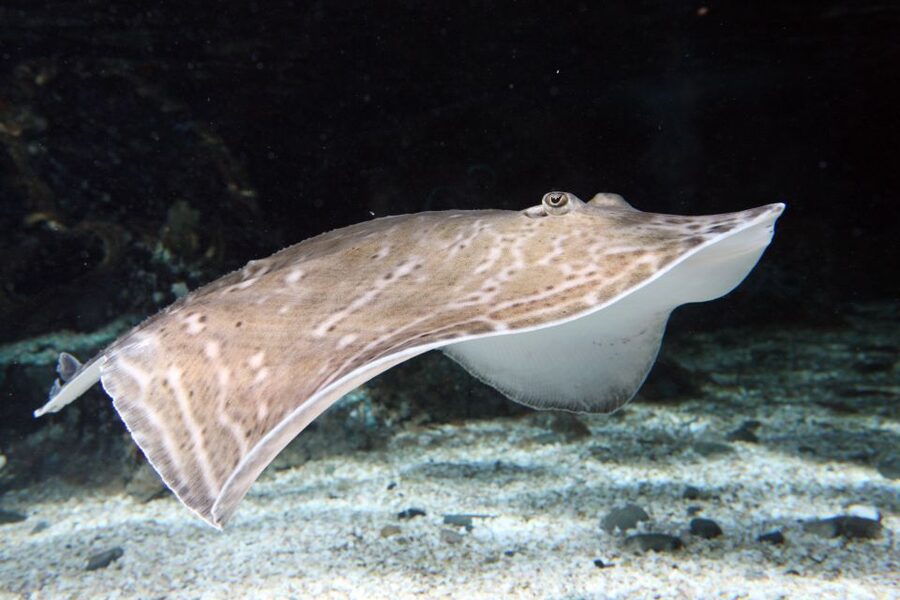 SEA LIFE Great Yarmouth - Key points at a glance