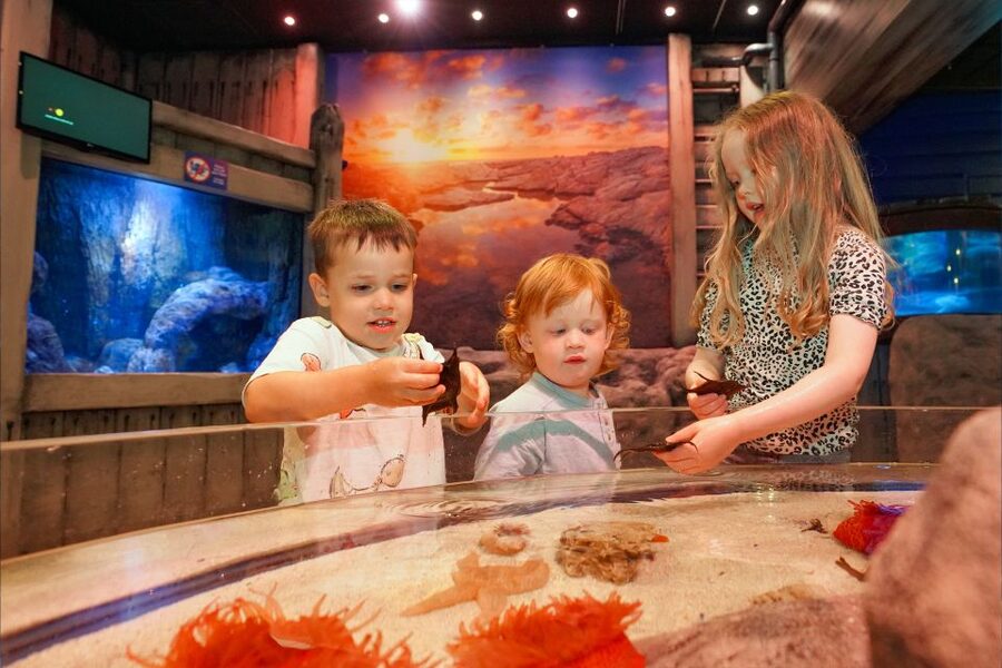 SEA LIFE Great Yarmouth - Starting with the tropical ocean tunnel