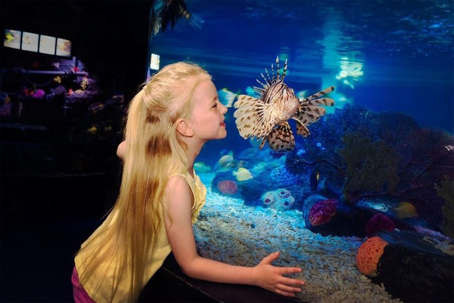 SEA LIFE Great Yarmouth - Watching Ntombi and Masozi, the African dwarf crocodiles