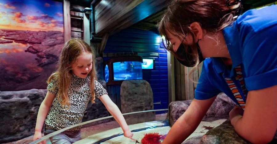 SEA LIFE Great Yarmouth - Making use of talks, feeding times, and the quiz trail